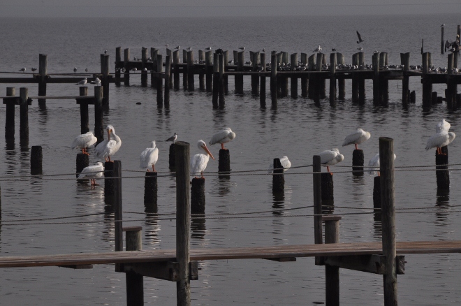 white pelicans on pier pilings in galveston bay